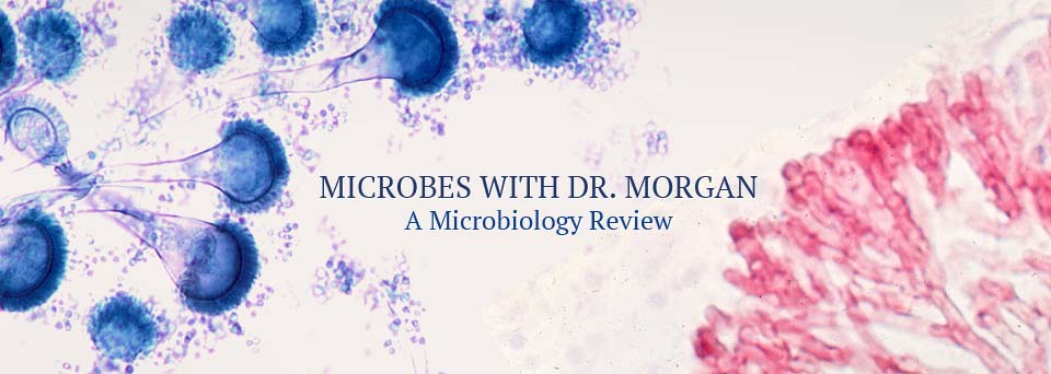 Microbes with Dr. Morgan Header Image